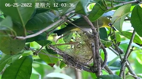 綠繡眼來築巢|野鳥庭前築巢 預示居家風水好兆頭 